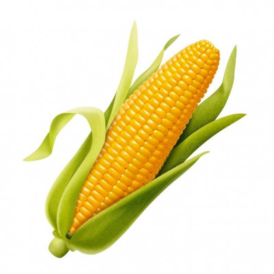மக்காச்சோளம் / Makkacholam - Corn , Maize